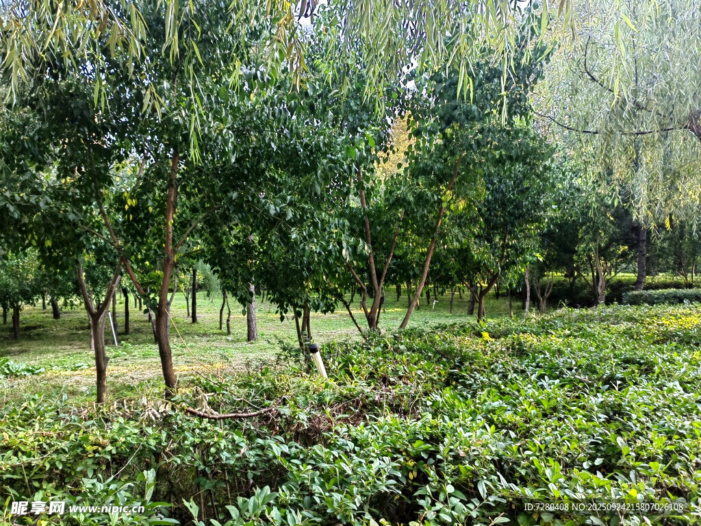 林间绿意盎然的繁茂景致