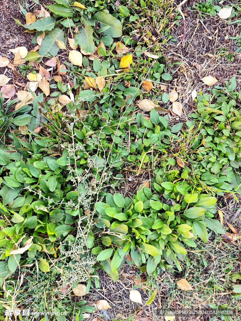 地面上的绿色植物与落叶