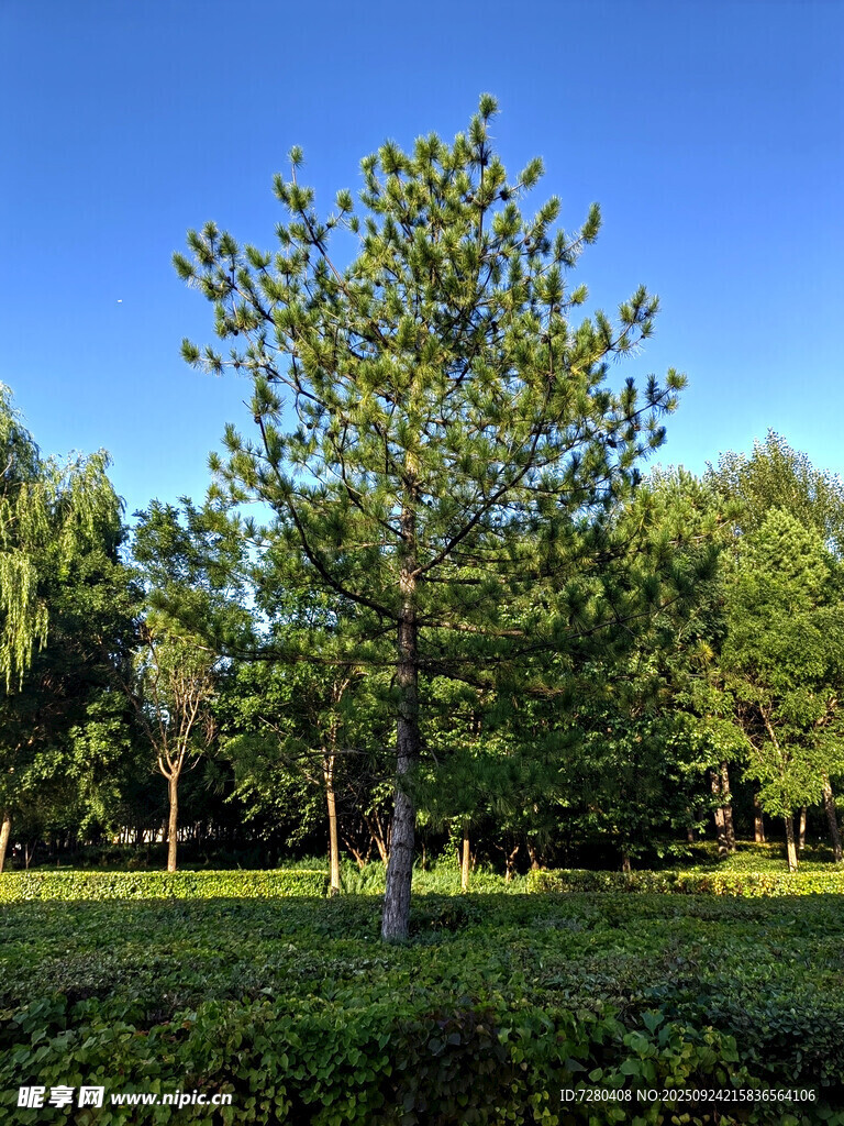 夏日松林美景
