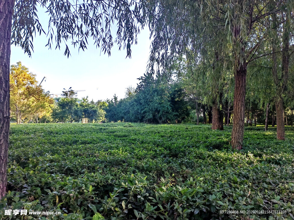 林间绿意盎然的清新茶园