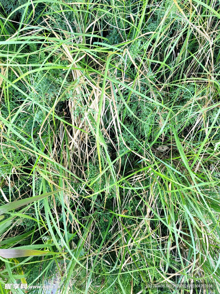 茂密草地特写