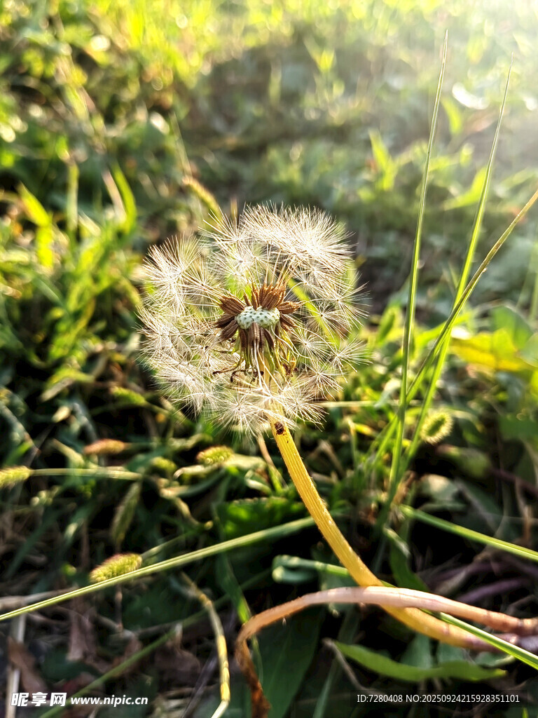 阳光下的蒲公英