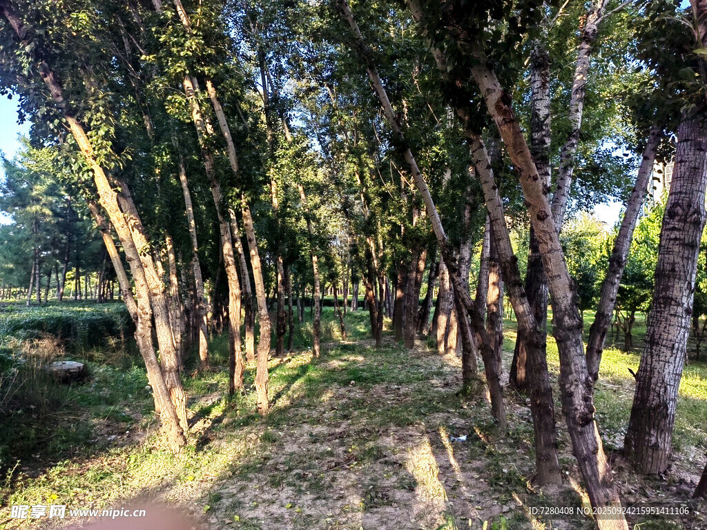 林间小道阳光洒落树林