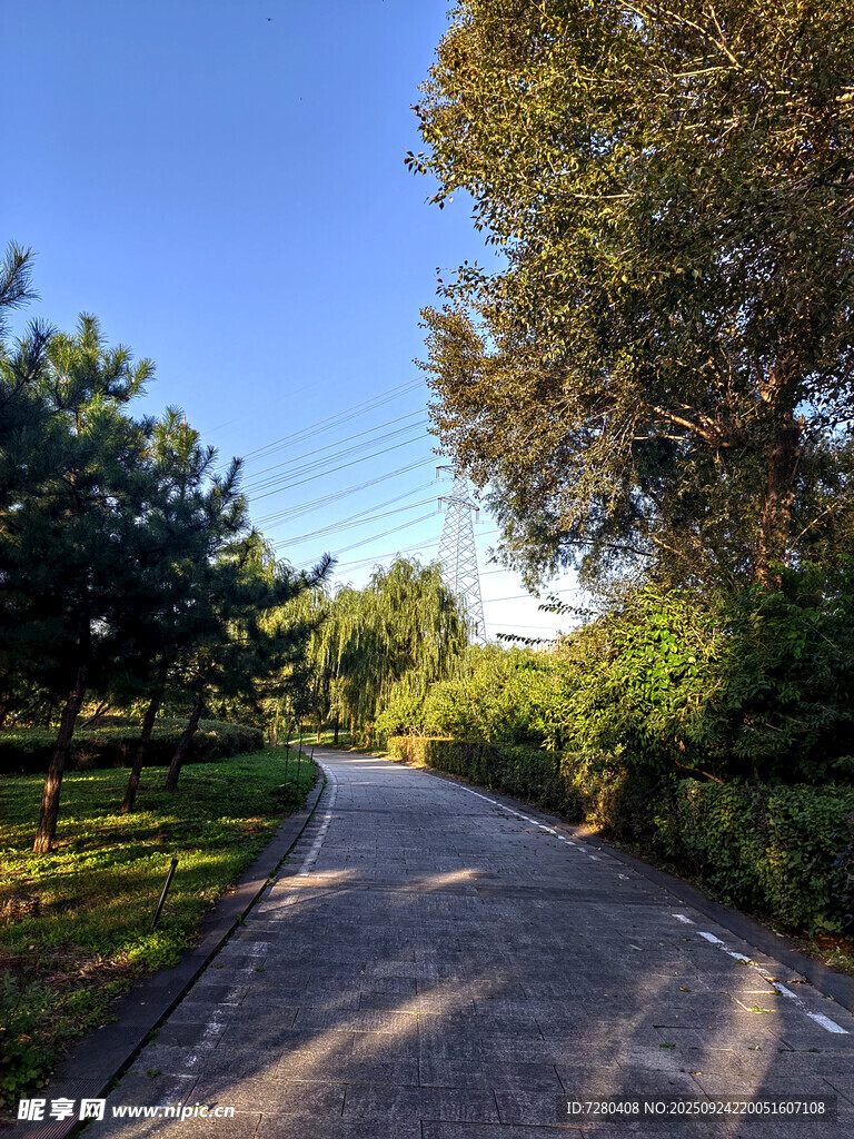 林间小道阳光洒落美景