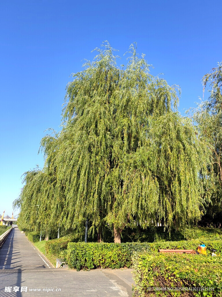 河畔垂柳绿意盎然的景致