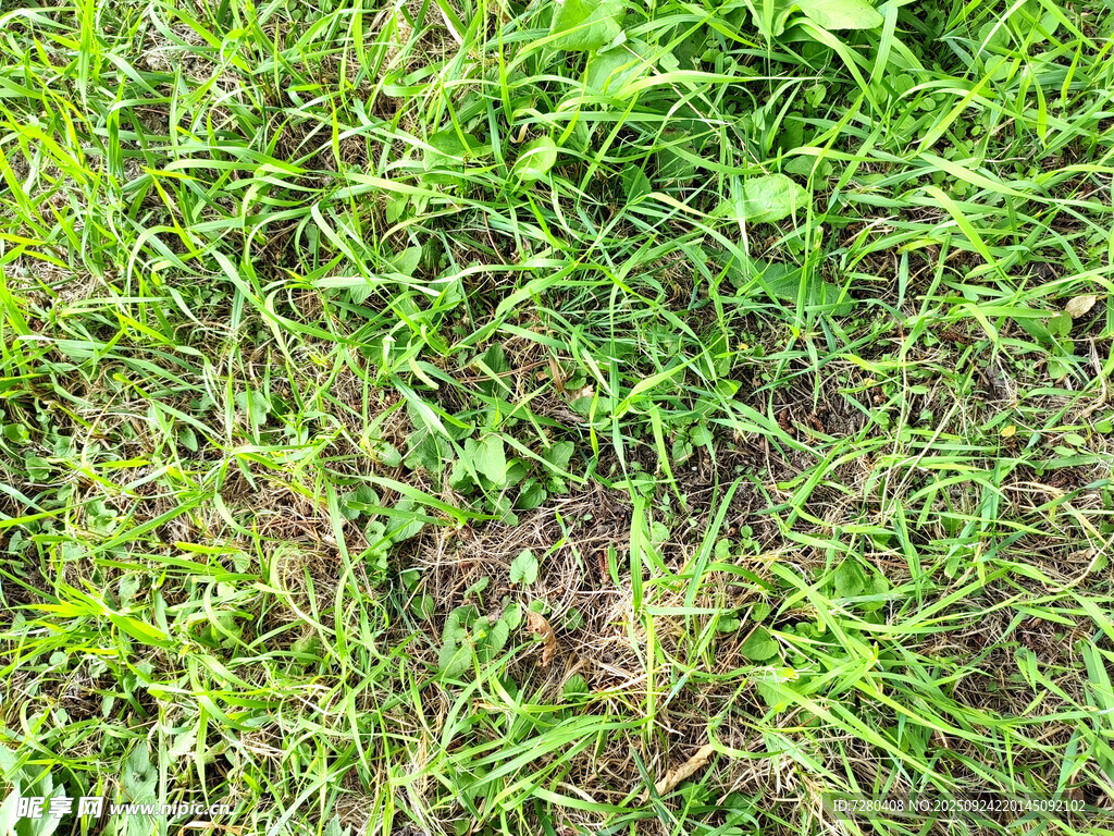 翠绿繁茂的草地景观