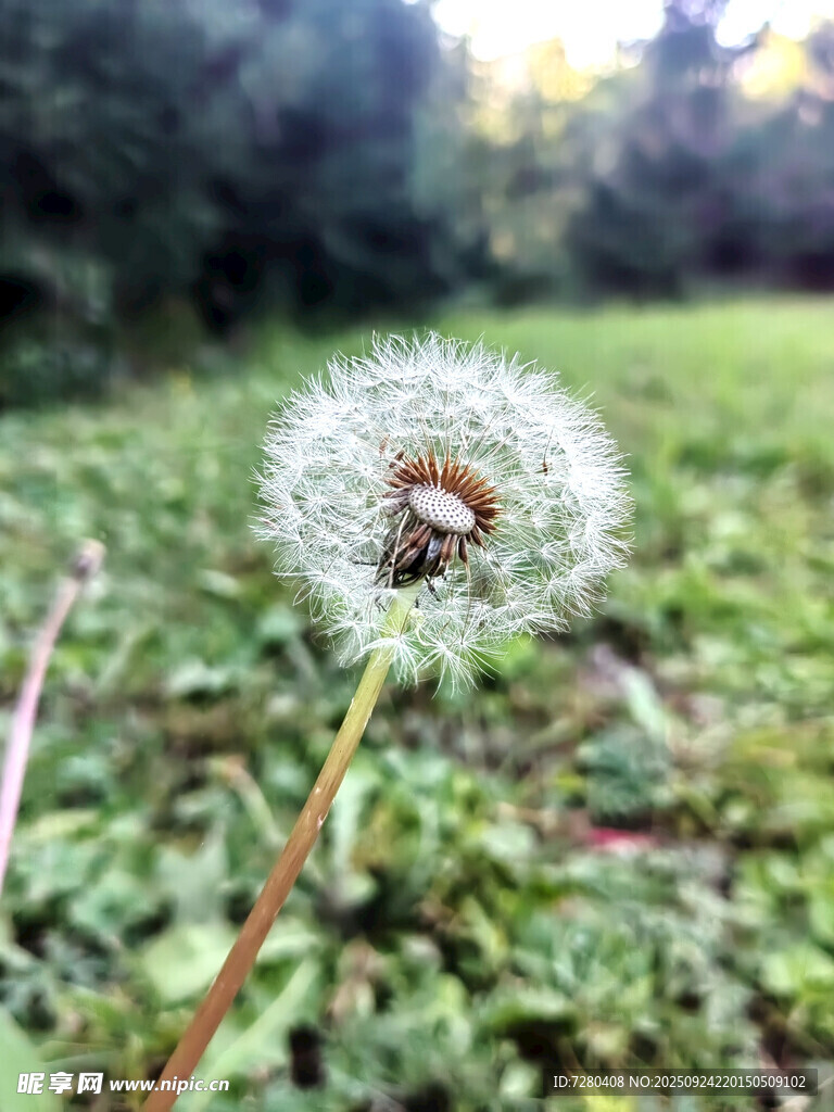 蒲公英上的小昆虫
