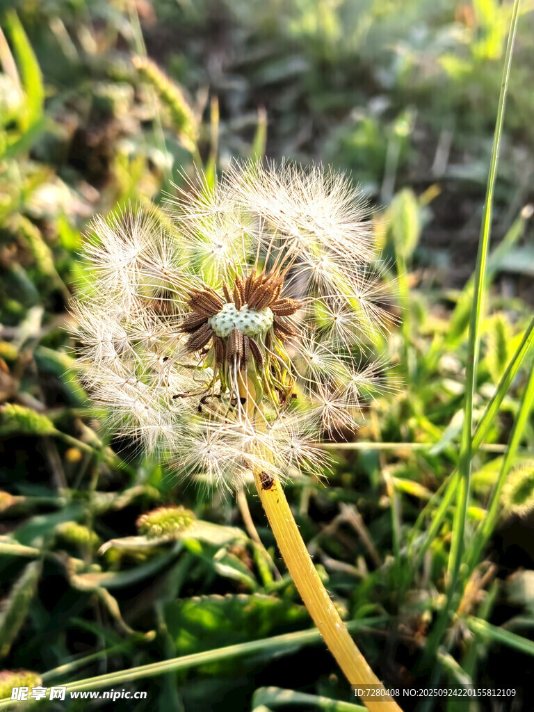 阳光下的蒲公英