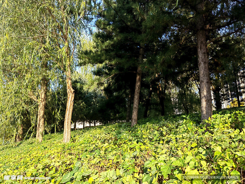 绿意盎然的林间植物景观