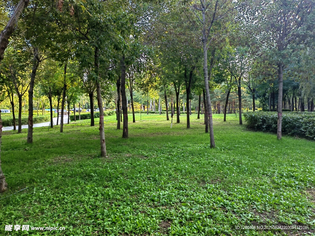 林间绿地清新自然景致