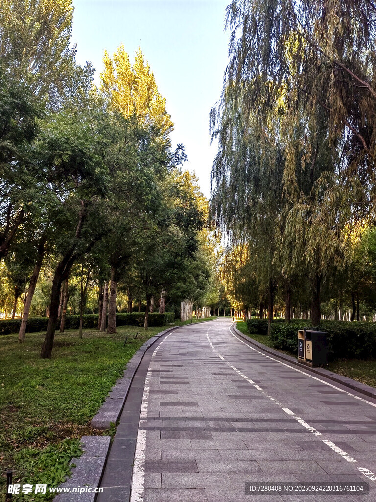 林间漫步道静谧自然风光