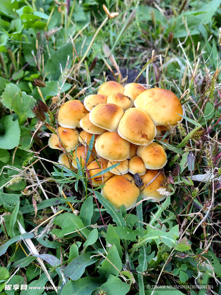 草丛中的橙色蘑菇群