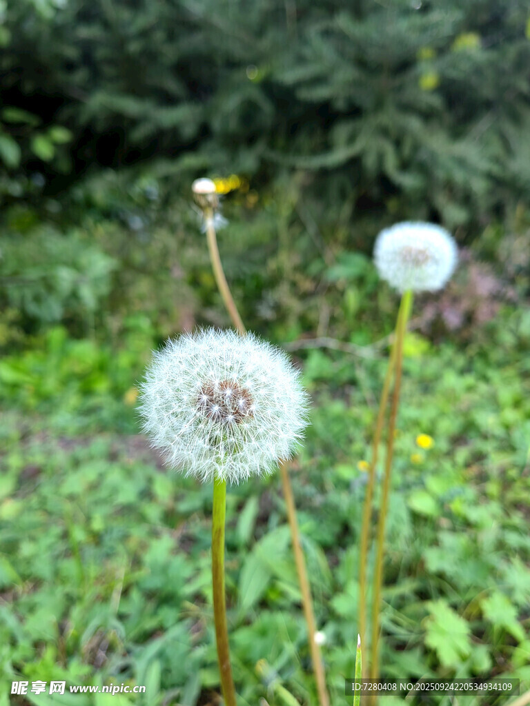 田野中的蒲公英