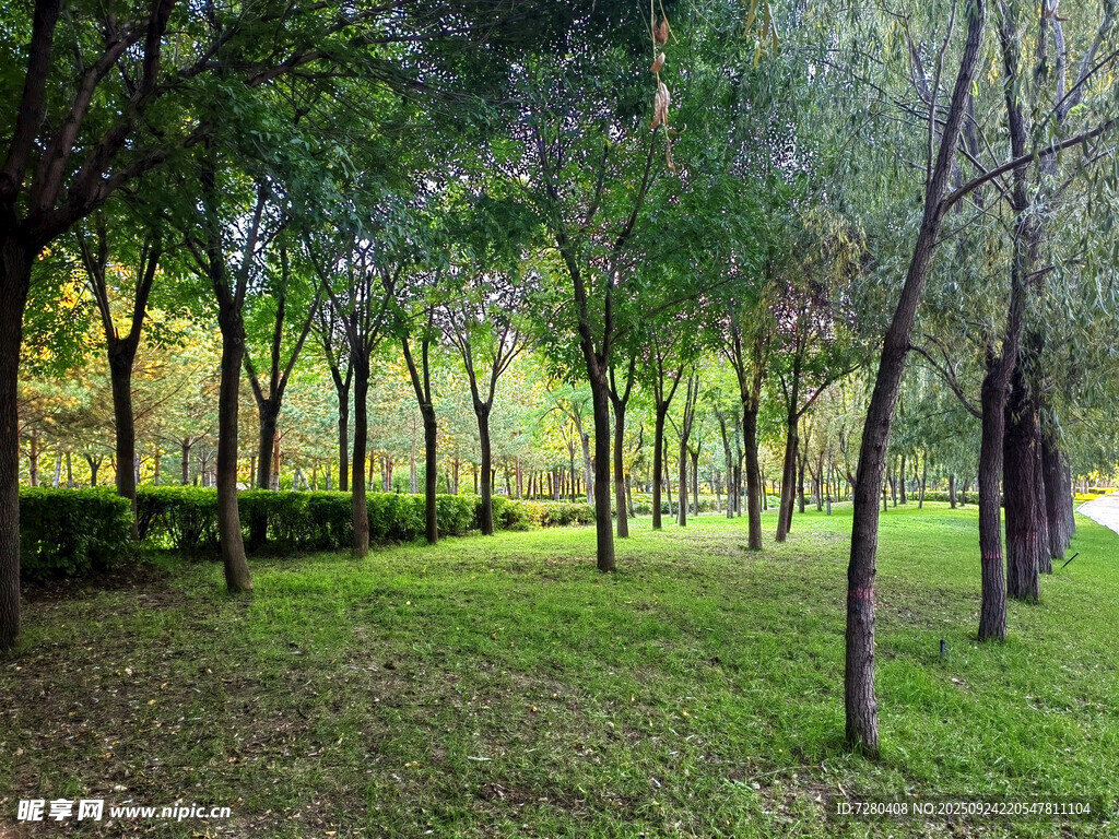 林间草地静谧绿意风景