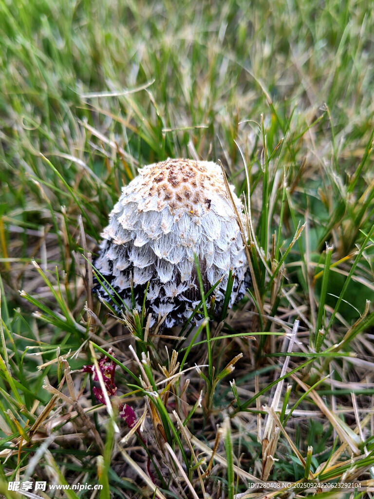 草地上的白色蘑菇