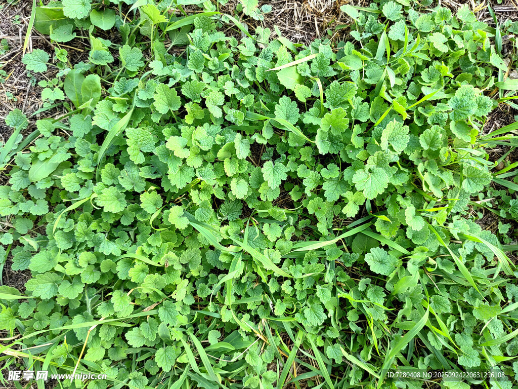 翠绿繁茂的地面绿植景观