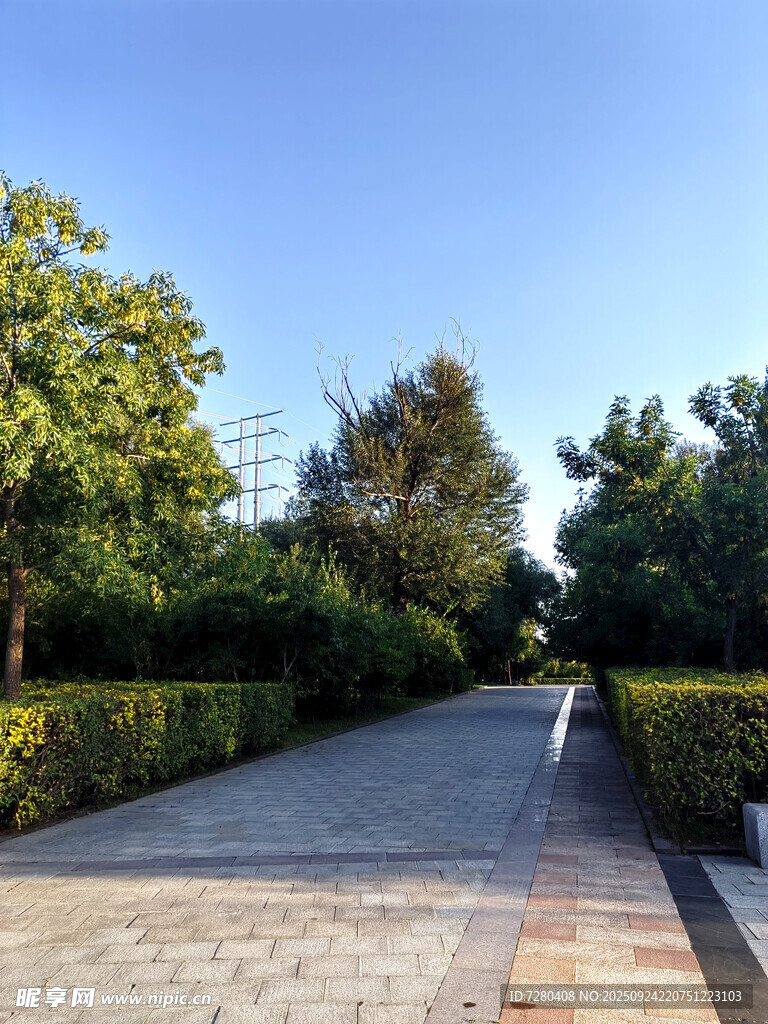 林荫砖道静谧自然景致