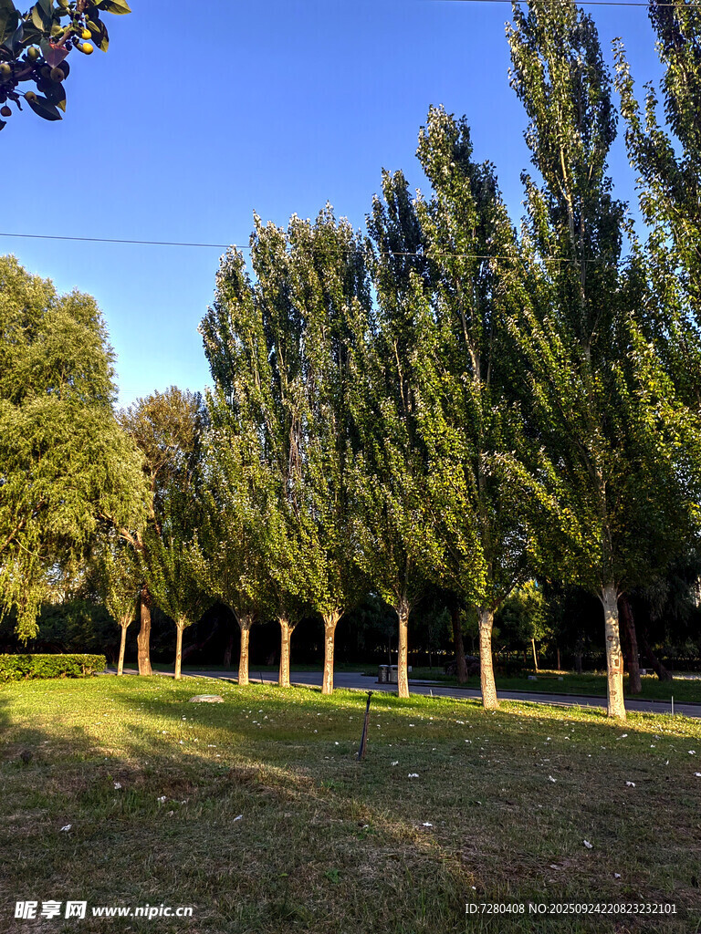 林间草地阳光洒落的美景