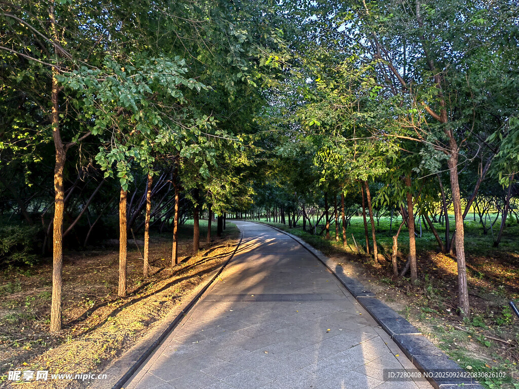 林间小路沐浴温暖夕阳光
