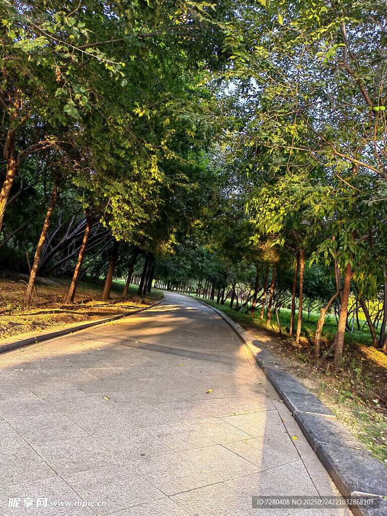 林间阳光小道