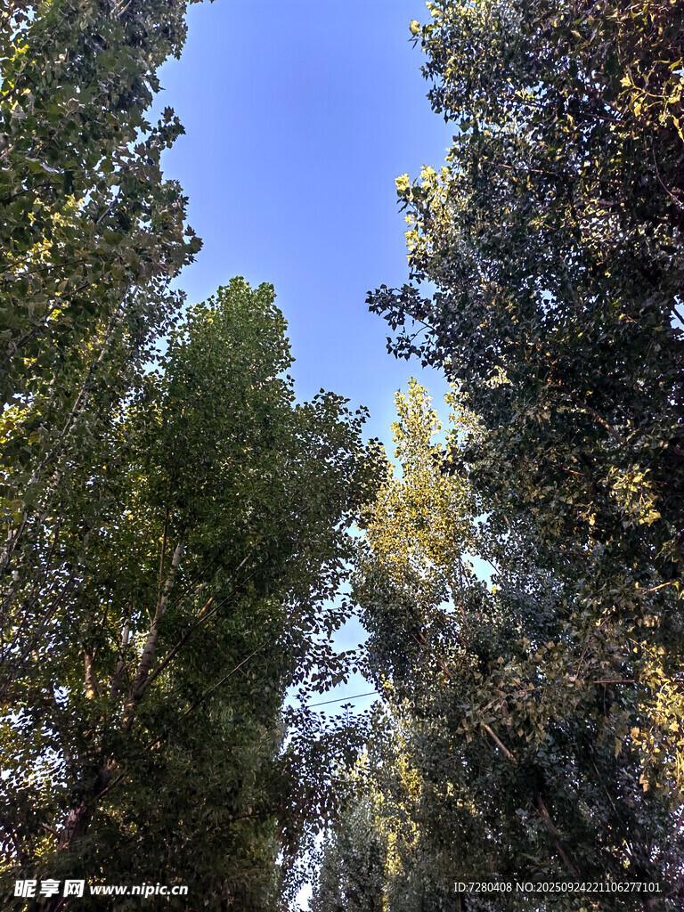 林间蓝天树木葱郁之景