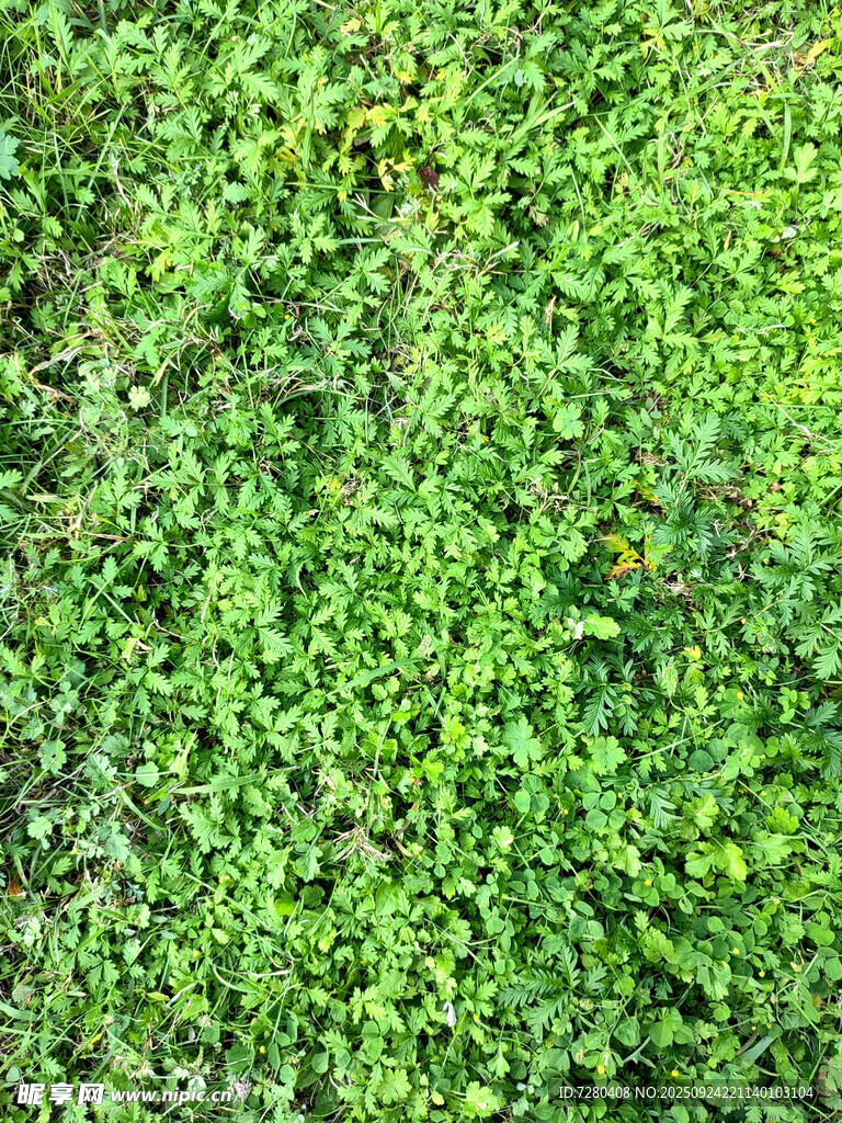 翠绿繁茂的青草景观