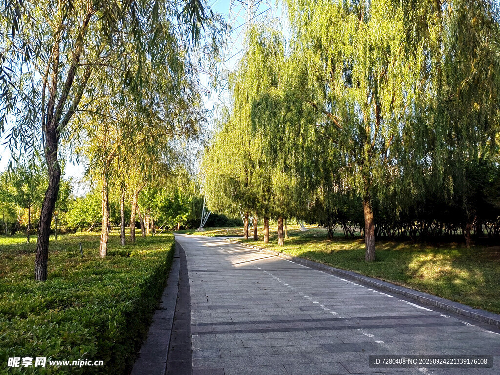 林间漫步道绿意盎然景