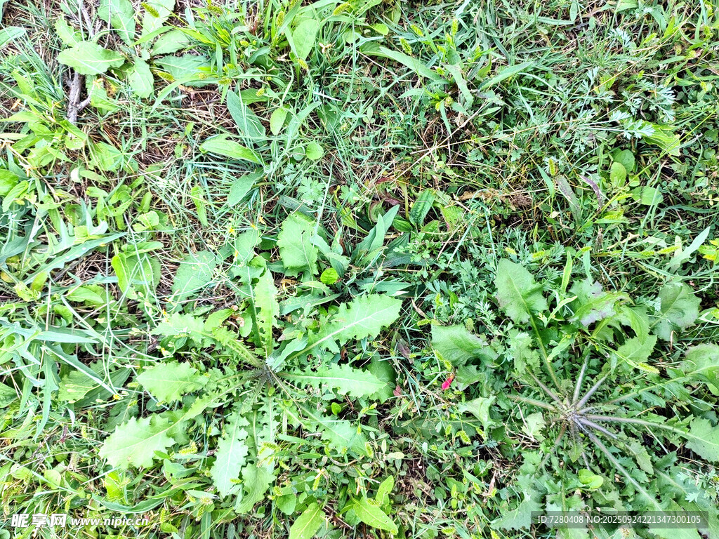 地面的绿色植物群落