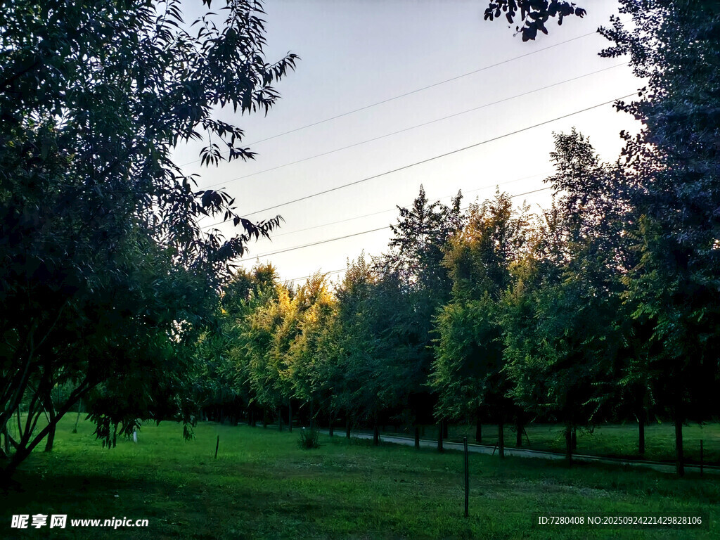 林间草地的静谧风光