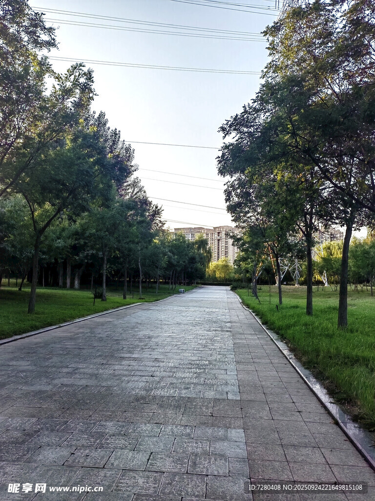 林荫铺石路绿意满径间