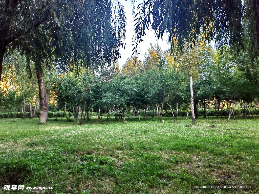 绿意盎然的林间草地
