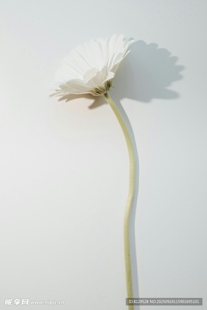 单枝白花特写