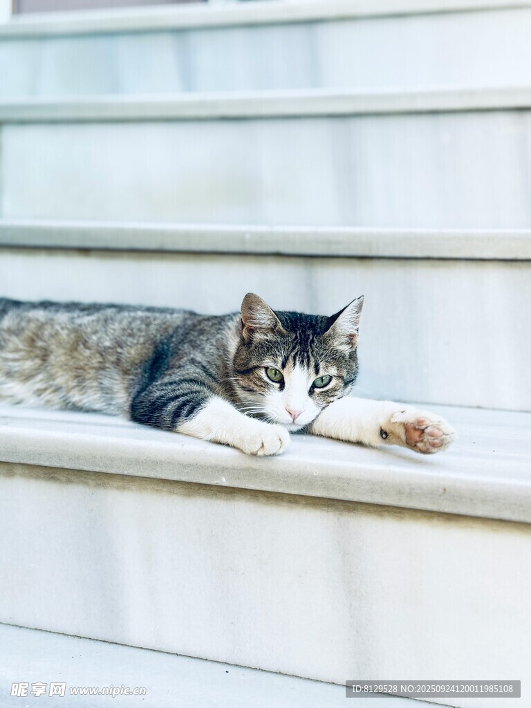 猫咪慵懒趴卧在台阶上