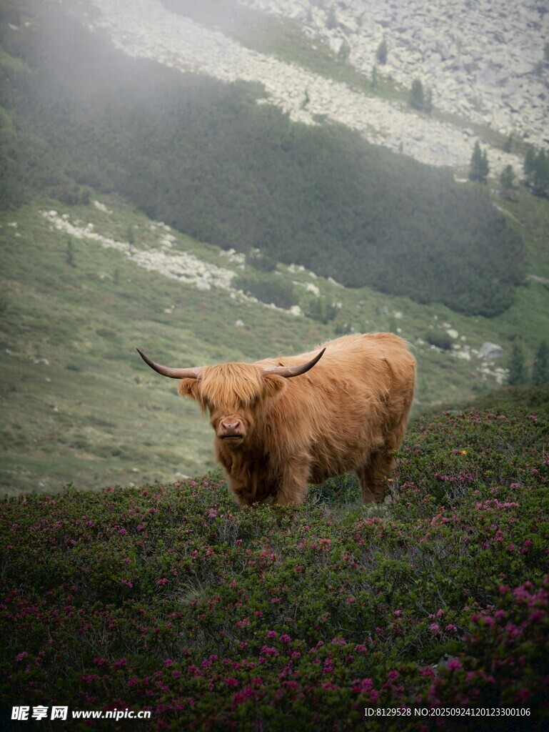 高地牛于山间草地
