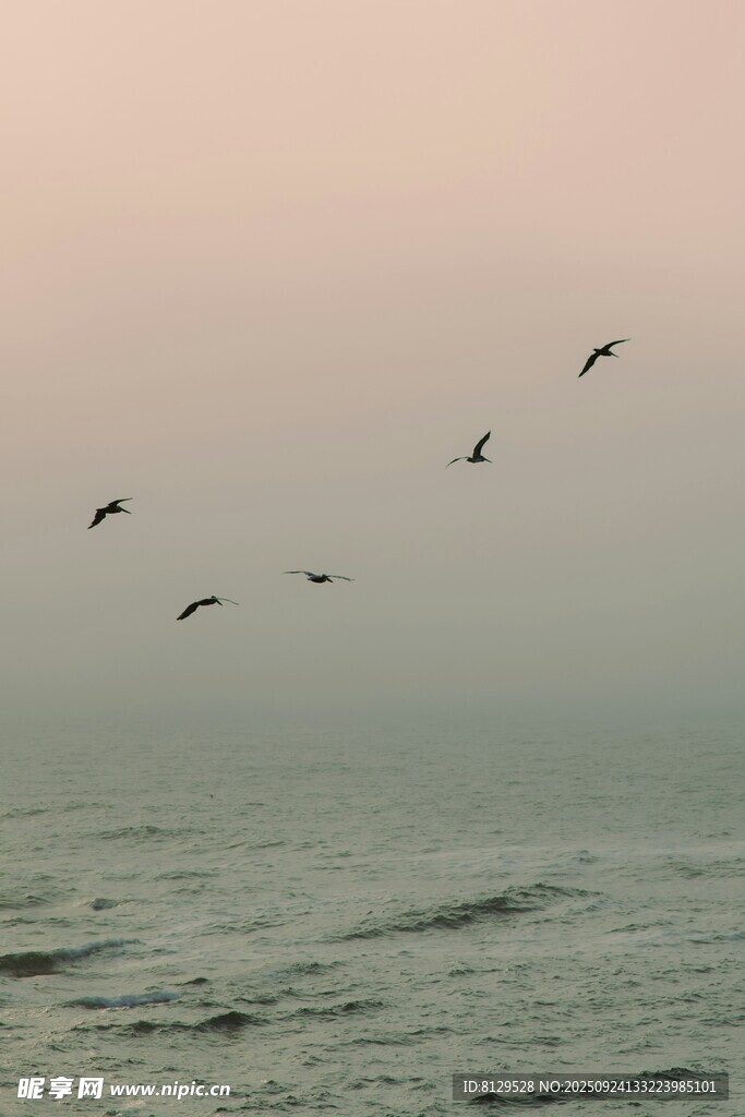 海空飞鸟图