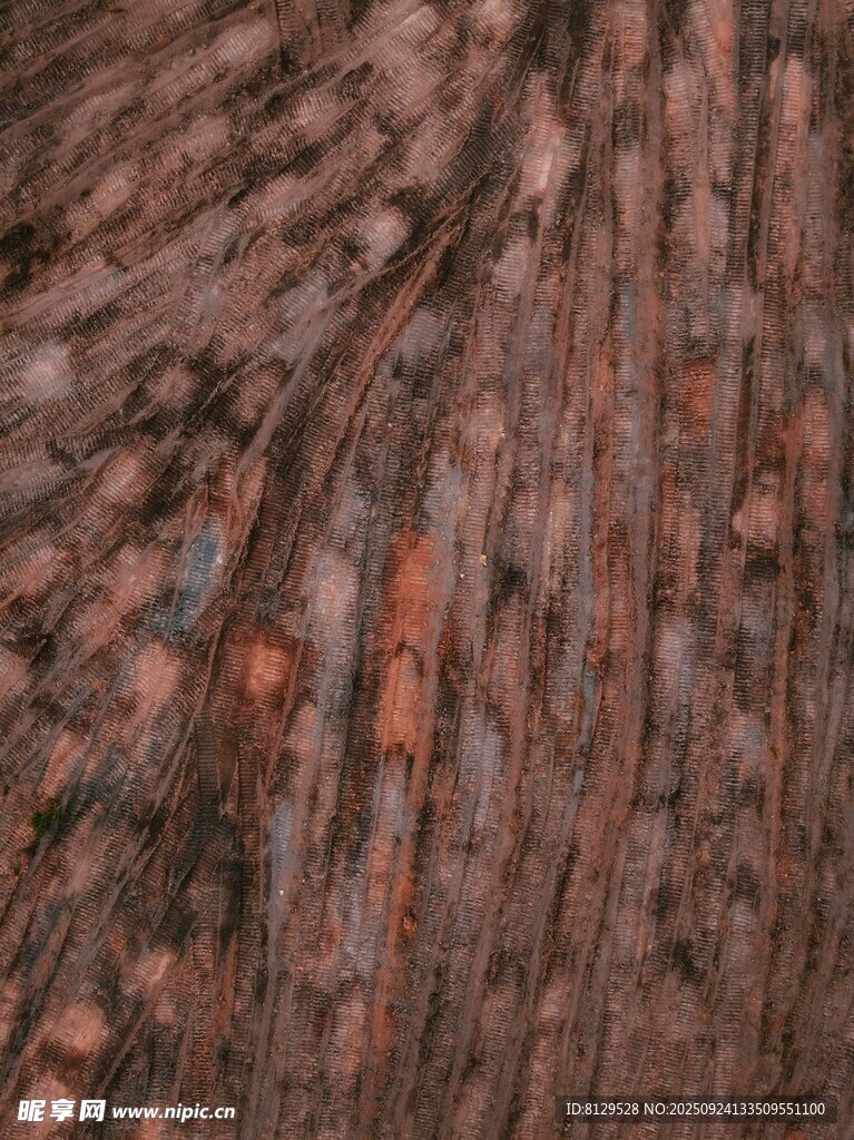 粗糙棕红色树皮纹理特写