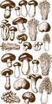 多样蘑菇手绘插画集合