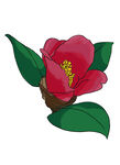 茶花