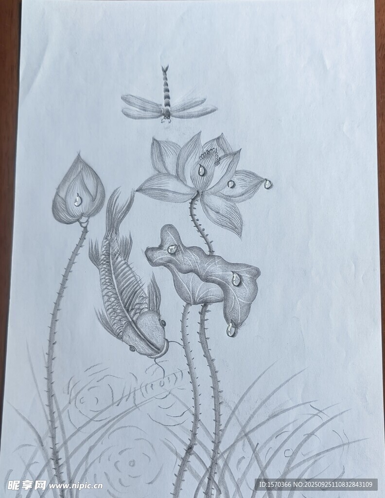 素描荷花蜻蜓图