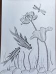 素描荷花蜻蜓水草图景