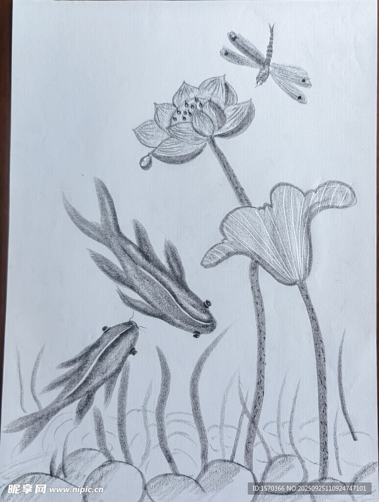 素描荷花蜻蜓水草图景