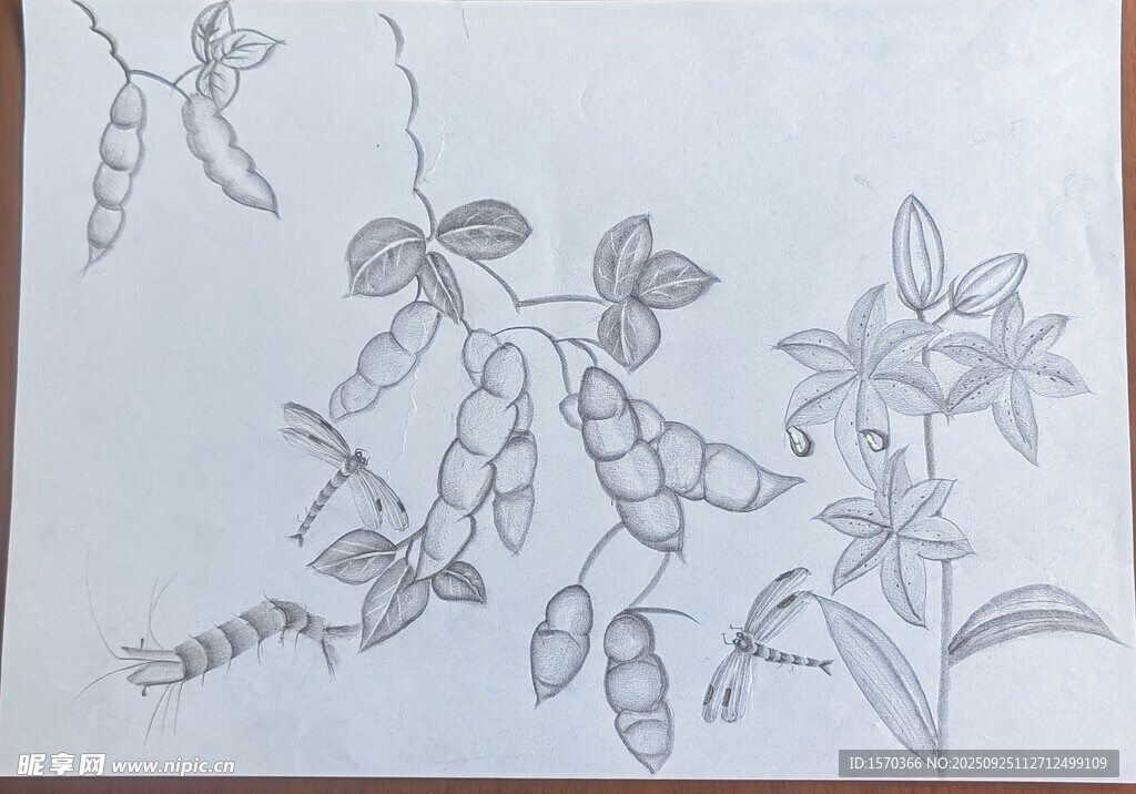 手绘植物花卉线稿图