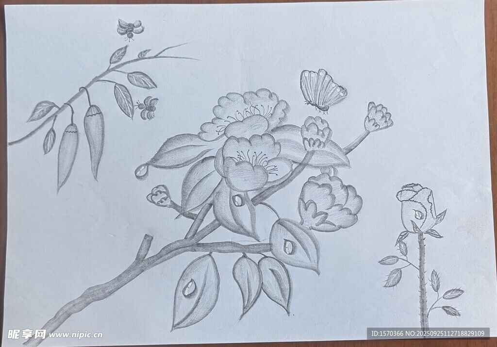 花卉素描手绘稿