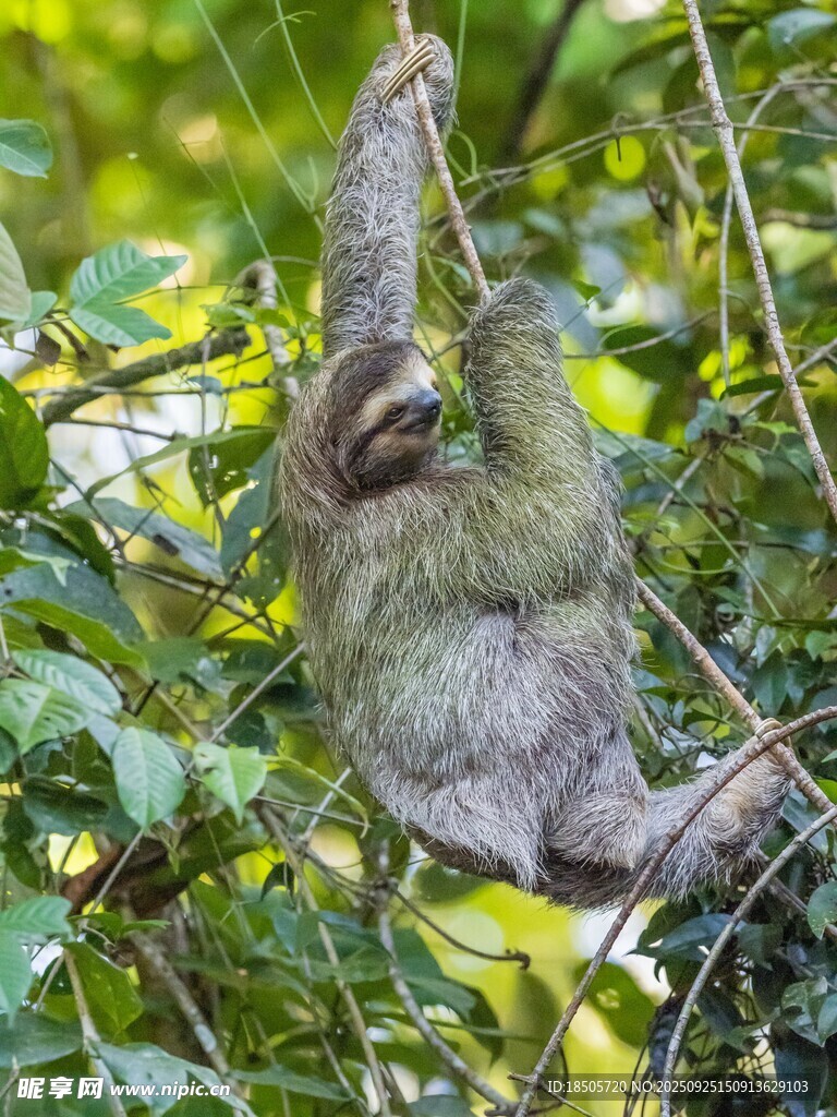 树懒倒挂在繁茂树枝上
