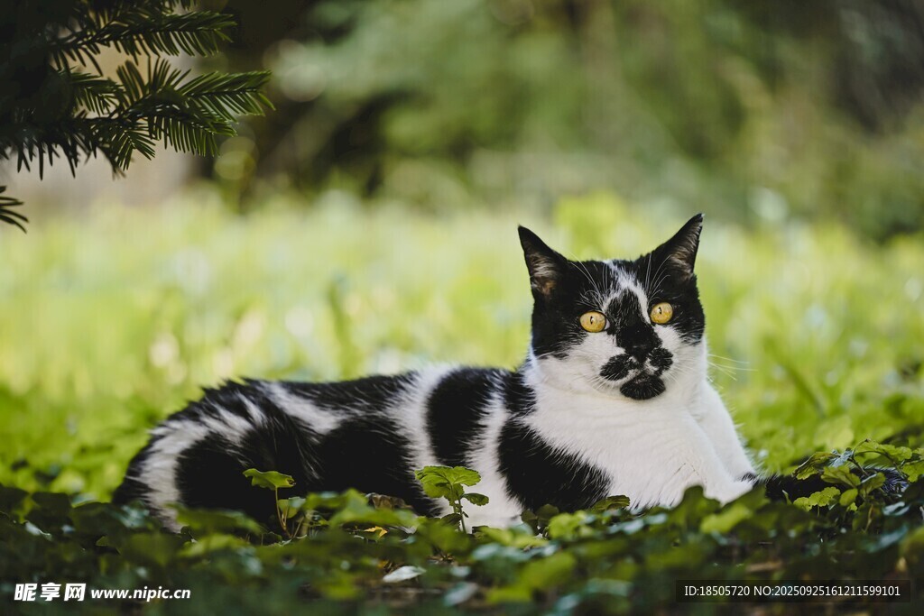 黑白花猫卧于绿意之中