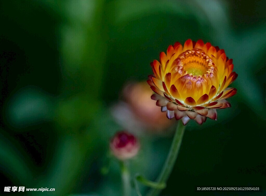 艳丽麦秆菊特写
