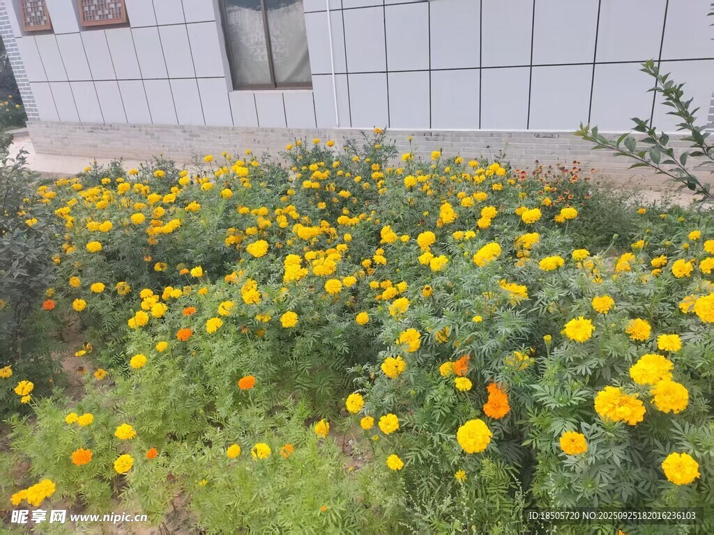 墙边盛放的灿烂黄色花朵