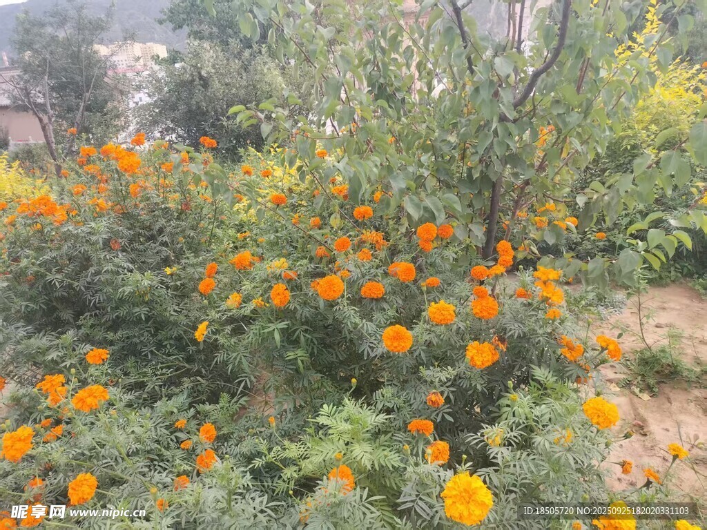 盛开的橙色花丛