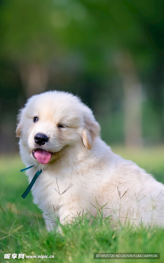 可爱金毛犬惬意趴草地