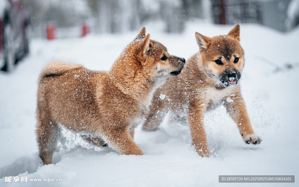 雪地中嬉戏的两只柴犬